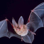 Big-eared-townsend-fledermaus